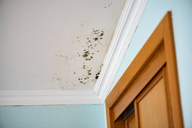 Best Mold Testing  in Limon, CO