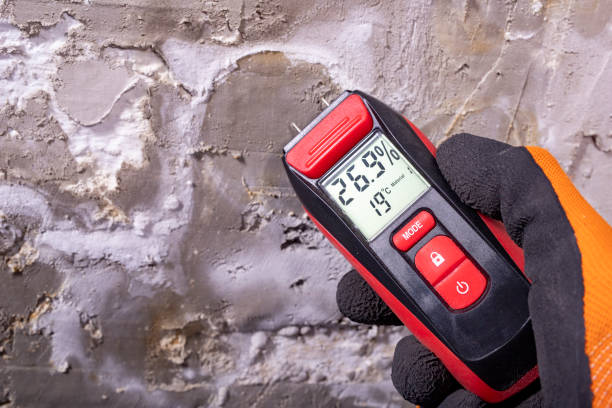 Best Local Mold Removal Service  in Limon, CO