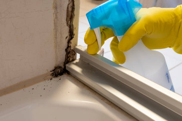 Certified Mold Removal in Limon, CO