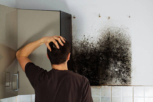 Attic Mold Removal in Limon, CO