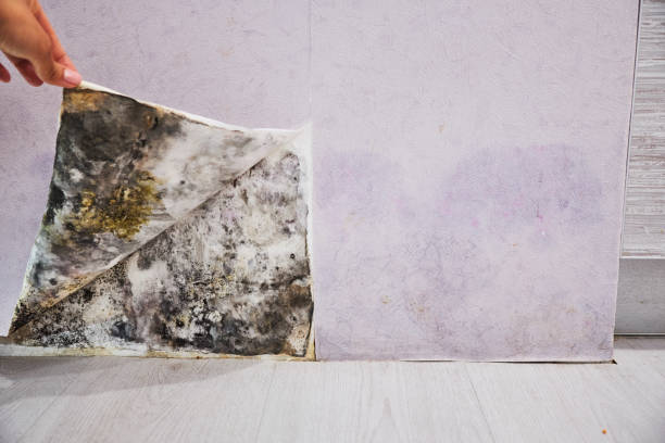 Best Certified Mold Removal  in Limon, CO